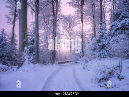 Route dans la forêt enneigée en hiver magnifique au coucher du soleil. Coloré Banque D'Images