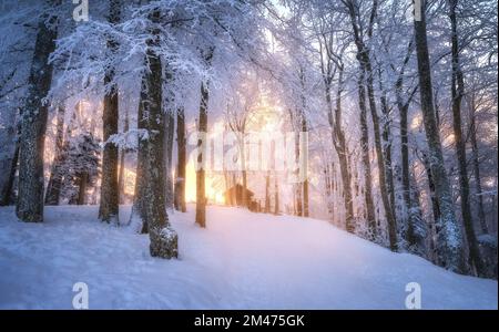 Forêt enneigée en hiver incroyable au coucher du soleil. Arbres dans la neige Banque D'Images