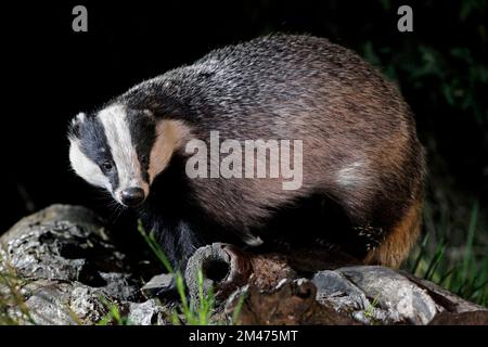 BADGER (Meles meles) debout sur quelques billes pendant la recherche de nourriture, Royaume-Uni. Banque D'Images