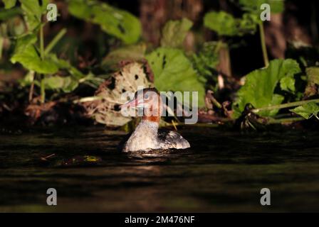 GOOSANDER (Mergus merganser) femelle sur une rivière, Royaume-Uni. Banque D'Images