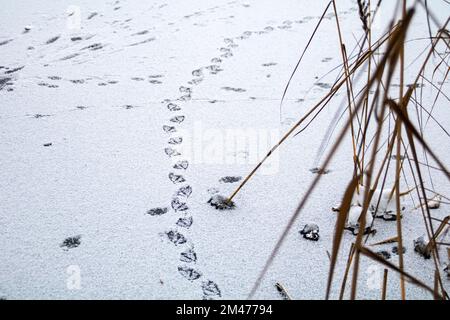 photo de pistes de canard sur un lac gelé Banque D'Images