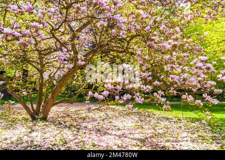 Belle vue sur un magnolia × soulangeana fleuri avec des pétales de fleurs de magnolia sur tout le sol, le jour de printemps ensoleillé dans le célèbre parc... Banque D'Images