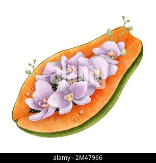 Halo de Papaya avec fleurs d'orchidées pourpres. Illustration de l'aquarelle dessinée à la main d'une tranche de fruits pawpaw aux plantes pourpres exotiques. Dessin de nourriture tropicale sur fond isolé pour le menu. Banque D'Images