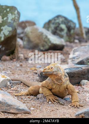 Portrait de Santa Fe Land iguana (Conolophus pallidus) sur l'île de Santa Fe, parc national de Galapagos, Équateur. Banque D'Images