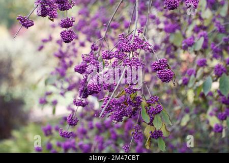 Callicarpa bodinieri var. giraldii 'Profusion' des baies en automne. Banque D'Images