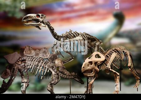 Une collection de squelettes de dinosaures originaux intéressants provenant de divers musées. Banque D'Images