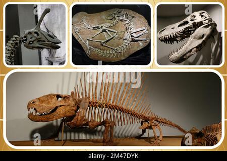 Une collection de squelettes de dinosaures originaux intéressants provenant de divers musées. Banque D'Images