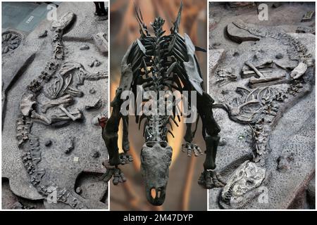 Une collection de squelettes de dinosaures originaux intéressants provenant de divers musées. Banque D'Images