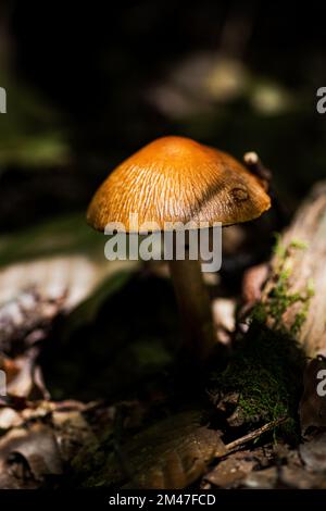 Petits champignons sur le sol de la forêt du Maine à Raymond, Maine Banque D'Images