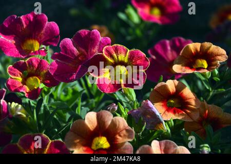 Pink/Yellow/Orange Calibrachoas (million Bells, pétunias de fuite ou Superbells) fleurs cultivées dans une frontière dans un jardin anglais de campagne, Lancashire. Banque D'Images