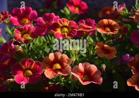 Pink/Yellow/Orange Calibrachoas (million Bells, pétunias de fuite ou Superbells) fleurs cultivées dans une frontière dans un jardin anglais de campagne, Lancashire. Banque D'Images