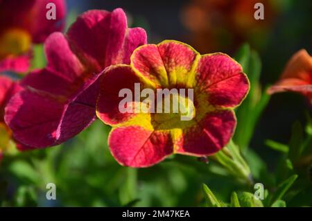 Calibrachoas simples rouges/jaunes (million de Bells, pétunias traînants ou Superbells) Fleur cultivé dans une frontière dans un jardin de campagne anglais, Lancashire. Banque D'Images