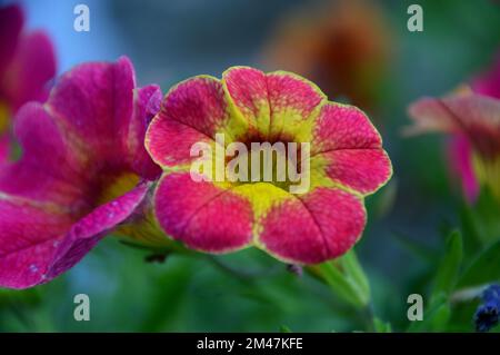 Unique Pink/Yellow Calibrachoas (million de Bells, pétunias de fuite ou Superbells) Fleur cultivé dans une frontière dans un jardin anglais de campagne, Lancashire. Banque D'Images