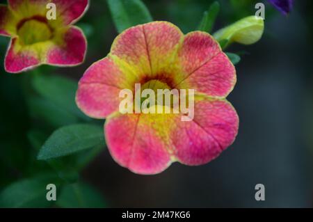 Unique Pink/Yellow Calibrachoas (million de Bells, pétunias de fuite ou Superbells) Fleur cultivé dans une frontière dans un jardin anglais de campagne, Lancashire. Banque D'Images