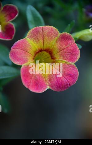 Unique Pink/Yellow Calibrachoas (million de Bells, pétunias de fuite ou Superbells) Fleur cultivé dans une frontière dans un jardin anglais de campagne, Lancashire. Banque D'Images