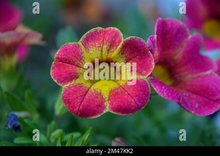 Unique Pink/Yellow Calibrachoas (million de Bells, pétunias de fuite ou Superbells) Fleur cultivé dans une frontière dans un jardin anglais de campagne, Lancashire. Banque D'Images