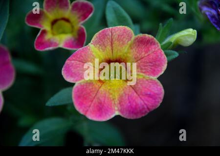 Unique Pink/Yellow Calibrachoas (million de Bells, pétunias de fuite ou Superbells) Fleur cultivé dans une frontière dans un jardin anglais de campagne, Lancashire. Banque D'Images