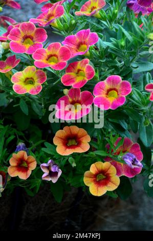 Pink/Yellow/Orange Calibrachoas (million Bells, pétunias de fuite ou Superbells) fleurs cultivées dans une frontière dans un jardin anglais de campagne, Lancashire. Banque D'Images