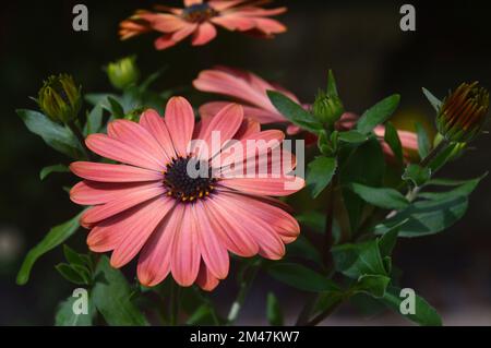 Single Orange Osteospermum Tradewinds terracotta (Cape/African Daisy) Flower Grown in a Border in an English Country Garden, Lancashire, Angleterre, Royaume-Uni. Banque D'Images