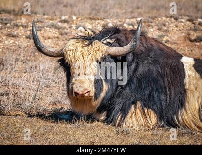 Une vache à fourrure des Highlands repose dans un pâturage à 9 000 pieds d'altitude dans le Colorado. Banque D'Images