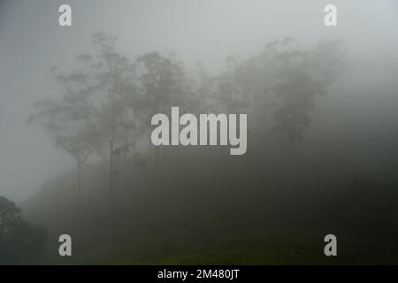 Un groupe d'arbres dans le brouillard sur une colline Banque D'Images
