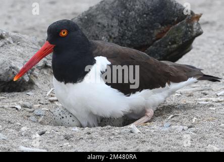 Un oystercatcher américain (Haematopus palliatus) s'installe sur ses œufs moulus, pondus dans une excavation peu profonde dans le sable de la plage entre le marais Banque D'Images