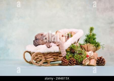 Jeune chien de taureaux français chiot en traîneau de Noël entouré par la décoration de saison Banque D'Images