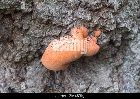 Gros plan d'un champignon orange sur l'écorce d'arbre à Windsor Great Park, Surrey, Royaume-Uni. Banque D'Images