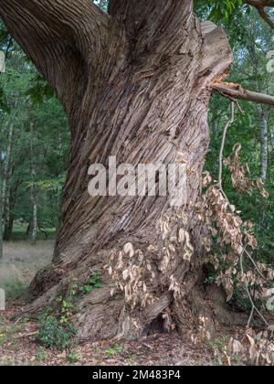 Gros plan de l'écorce vrillée sur un châtaignier à Windsor Great Park, Surrey, Royaume-Uni. Banque D'Images