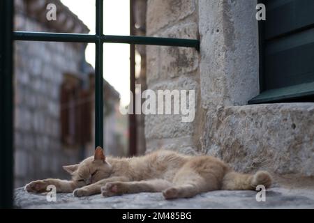 Chat dormant à l'extérieur Banque D'Images