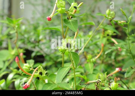 Gros plan de graines et de bourgeons matures avec une branche d'une plante de Marvel du Pérou (au Sri Lanka appelée Hendirikka) Banque D'Images