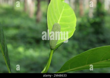 Gros plan d'un bourgeon de fleur de fruit de Jack avec des feuilles dans la nature Banque D'Images