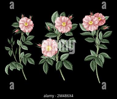Roses roses avec feuilles isolées. Vecteur. Illustration de Vecteur