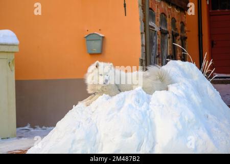 Chien Samoyed, très beau et blanc pur. Un chien est couché dans une pile de neige Banque D'Images