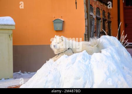Chien Samoyed, très beau et blanc pur. Un chien est couché dans une pile de neige Banque D'Images