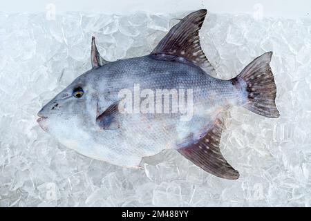 Un triggerfish gris (Balistes capriscus) sur la glace après avoir été pris par un pêcheur en Floride, Etats-Unis. Banque D'Images