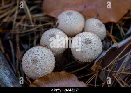 Vue rapprochée de Lycoperdon - champignons de la forêt. Banque D'Images