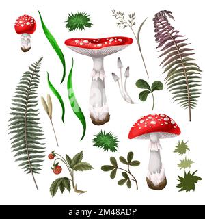 Mouche agarique, champignon, champignon, plantes, baies isolées.Vector. Illustration de Vecteur