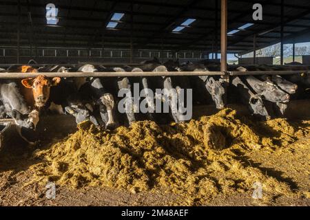 Bauravilla, West Cork, Irlande. 19th décembre 2022. Le producteur laitier Michael Crowley nourrit l'ensilage de son troupeau de 170 vaches dans sa ferme et celle de sa femme Marguerite à Baurilla, West Cork. Les vaches retourneront au pâturage en février, après avoir vêlé. Crédit : AG News/Alay Live News Banque D'Images