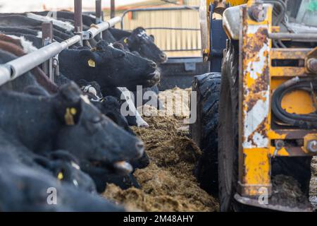 Bauravilla, West Cork, Irlande. 19th décembre 2022. Le producteur laitier Michael Crowley nourrit l'ensilage de son troupeau de 170 vaches dans sa ferme et celle de sa femme Marguerite à Baurilla, West Cork. Les vaches retourneront au pâturage en février, après avoir vêlé. Crédit : AG News/Alay Live News Banque D'Images