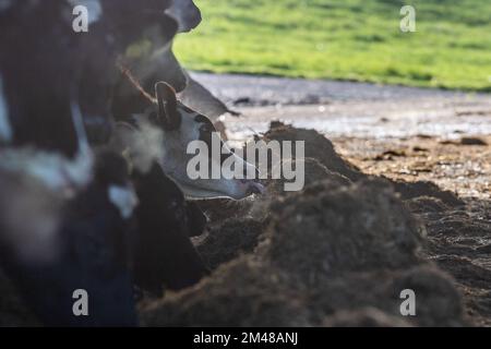 Bauravilla, West Cork, Irlande. 19th décembre 2022. Le producteur laitier Michael Crowley nourrit l'ensilage de son troupeau de 170 vaches dans sa ferme et celle de sa femme Marguerite à Baurilla, West Cork. Les vaches retourneront au pâturage en février, après avoir vêlé. Crédit : AG News/Alay Live News Banque D'Images