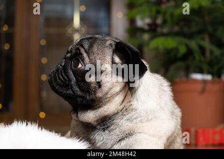 Portrait d'un petit pug en regardant latéralement. Noël, nouvel an et chien, chiens, animaux domestiques Banque D'Images