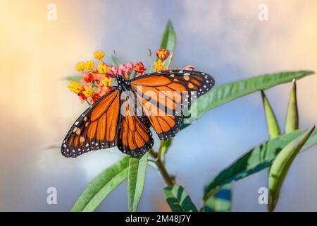 Monarch les papillons se nourrissant de l'herbe à lait tropicale dans le jardin du sud de la Louisiane Banque D'Images