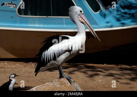 Pelican australien (Pelecanus oscillatus) perçant sur un rocher dans un parc animalier de Sydney, Nouvelle-Galles du Sud, Australie (photo de Tara Chand Malhotra) Banque D'Images