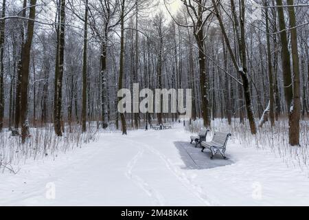 Garez le banc dans une allée et les arbres couverts de neige épaisse. Paysage d'hiver au coucher du soleil. Banque D'Images