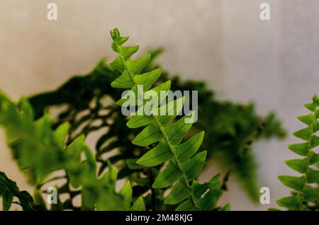 Fern, gros plan de feuilles de fougères nouvellement germées avec un arrière-plan flou, concept de feuille verte Banque D'Images