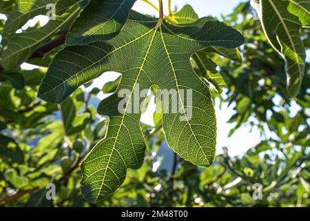 Gros plan des feuilles de figues vertes Banque D'Images