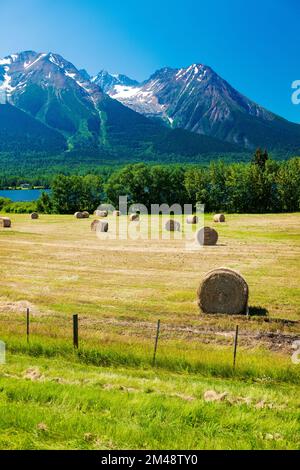 Grosses balles rondes de foin dans les champs de ferme; lac Kathlyn; Hazelton Mountains; Smithers; Colombie-Britannique; Canada Banque D'Images