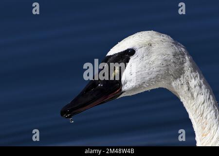 Gros plan sur la tête de cygne de Trumpeter avec de l'eau qui coule de son bec noir sur un magnifique fond bleu Banque D'Images