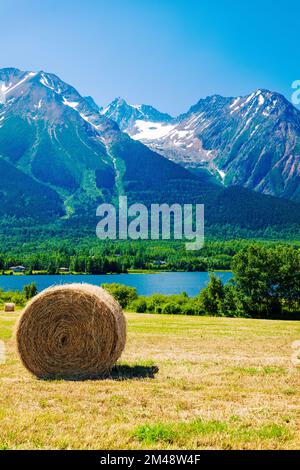 Grosses balles rondes de foin dans les champs de ferme; lac Kathlyn; Hazelton Mountains; Smithers; Colombie-Britannique; Canada Banque D'Images